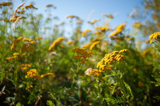 field of yellow wild flowers