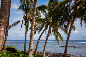 Fototapeta na wymiar Palm trees sway in a gentle breeze near the beach on the Island of Upolu in Samoa, near Apia.