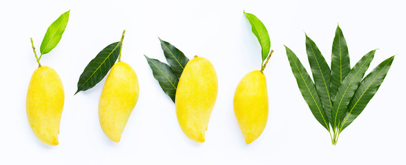 Tropical fruit, Mangoes with leaves on white background.