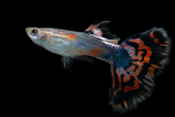 Fototapeta premium tropical fish isolated on black