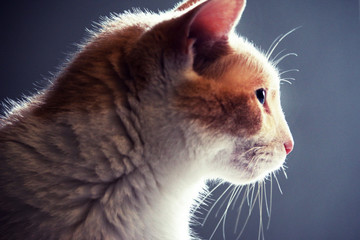 Close up portrait of an adorable kitty cat 