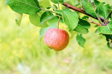 fresh juicy pink Apple on a branch