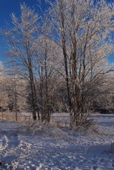 Landscape with snow-covered trees on a background of the blue sky - Oslo, Bogstad 