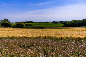 farmland agricultural landscape warwickshire england uk