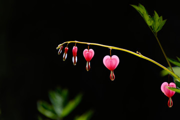 Pink bleeding heart flowers on a stem with black background and some green foliage in background