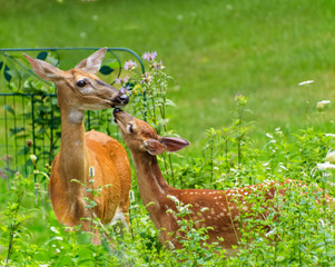White tailed deer fawn nuzzles it's mother in an overgrown garden