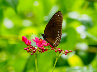 Fototapeta na wymiar Closeup butterfly on flower