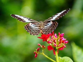 Closeup butterfly on flower