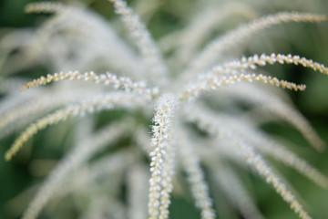 Beautiful summer garden plants