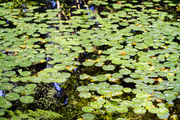 Many lily pads float on a reflective pond; A pond covered with lily pads