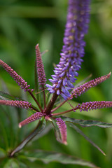 Beautiful summer garden plants