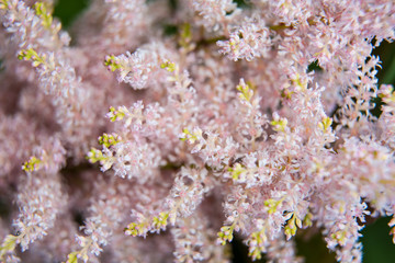 Beautiful summer garden plants