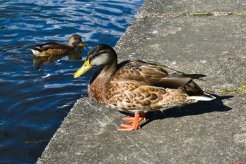 Duck in nature. Cute duck in nature. Ducks on the pond in the park. Multi-colored bird feathers. Pond with ducks.

