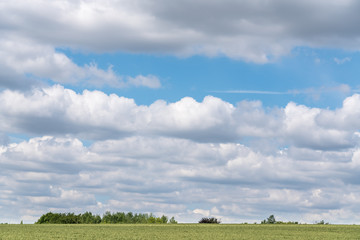 Fototapeta na wymiar Grain field with white clouds in the sky