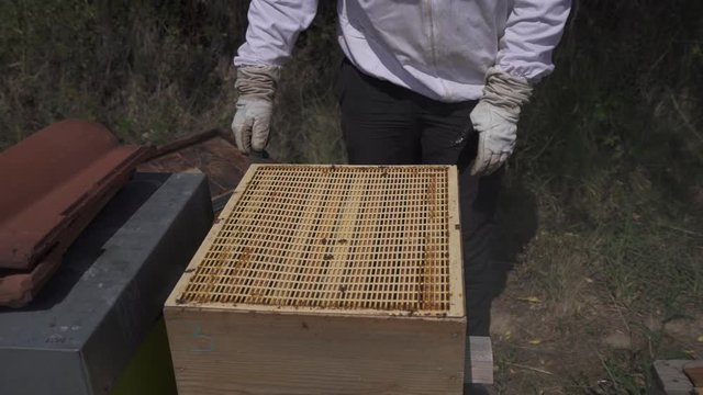 Removing the layer that prevents the bee queen to move within the beehive