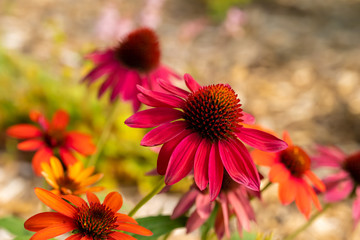 Echinacea purpurea, commonly called coneflowers, with detail of several flower blossoms in a garden.