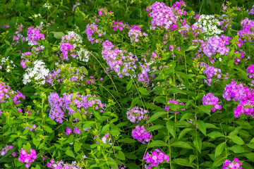 Flowers background. Beautiful pink and purple and white blossoms with green leaves and plants.