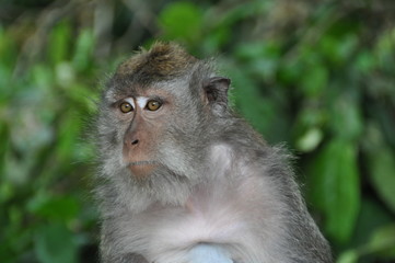 バリに住む猿