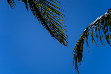 coconut palm tree on blue sky background, excellent for tourist, tropical advertisers. Coconut palm leaves on a sunny day at the beach with blue sky.