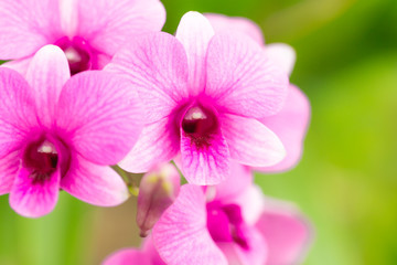 Front view soft pink orchids selected focus & macro photography outdoor by natural light in the afternoon.