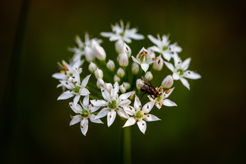 Chinese chive flowers with bee