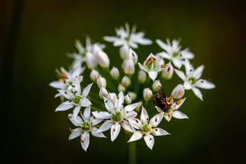 Chinese chive flowers with bee