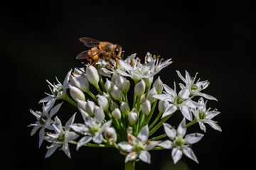 Chinese chive flowers with bee