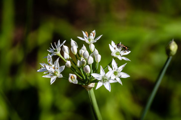 Chinese chive flowers with bee