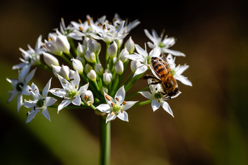 Chinese chive flowers with bee