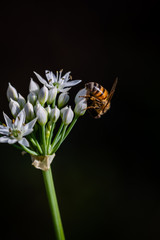 Chinese chive flowers with bee