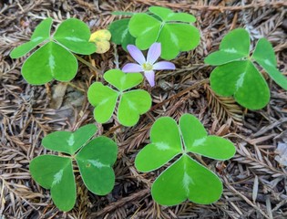 green leaves on the ground