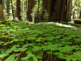 fern in the forest