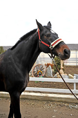 Brown thoroughbred horse portrait at rural equestrian farm.