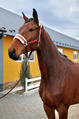 Brown thoroughbred horse portrait  in the yard of the equestrian sports club.