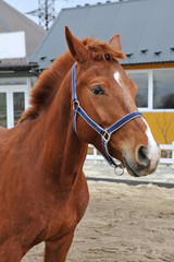 Portrait of a purebred young horse. Brown colored young saddle horse posing  in the yard of the equestrian sports club.