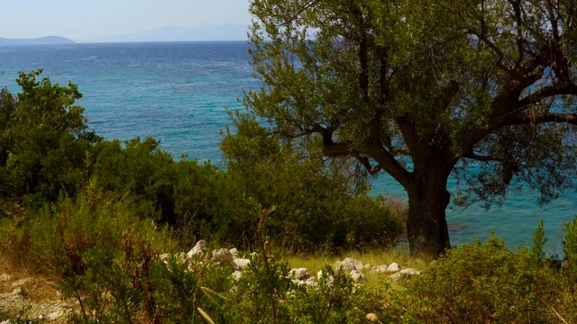 Beautiful panorama of blue turquoise sea with Corfu island in background seen through olive trees