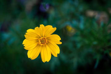 A small radiant yellow flower in the morning sun in a city park