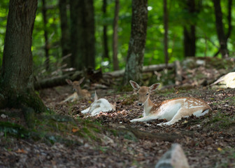 Deer in forest, cute, canadian wildlife