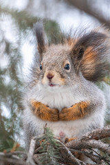 The squirrel sits on a branches in the winter or autumn