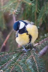 Cute bird Great tit, songbird sitting on the nice branch with beautiful autumn background