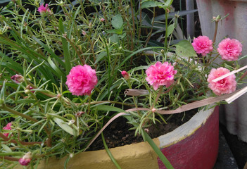 Fototapeta na wymiar pink flowers in pot