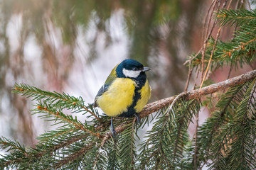 Cute bird Great tit, songbird sitting on the nice branch with beautiful autumn background