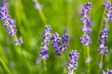 Beautiful summer garden plants