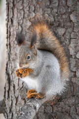 Naklejka na ściany i meble The squirrel with nut sits on a fir branches in the winter or autumn.