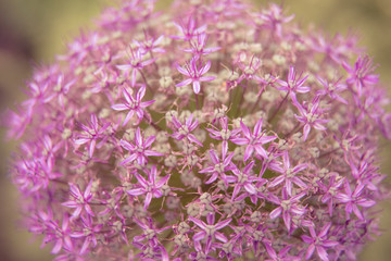 Beautiful summer garden plants