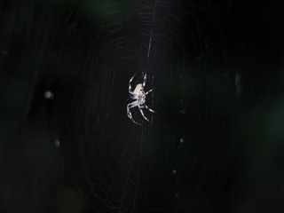 spider on the web