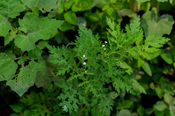 Green plants are growing in the forest.