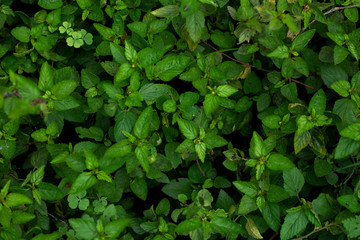 Green plants are growing in the forest.