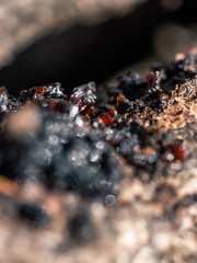 Close up of tree bark texture