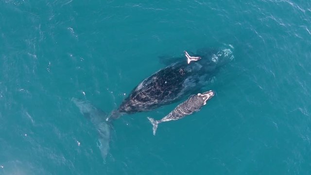 Baby Whale is attacked by a seagull when it rises to the surface to breathe - Aerial top view